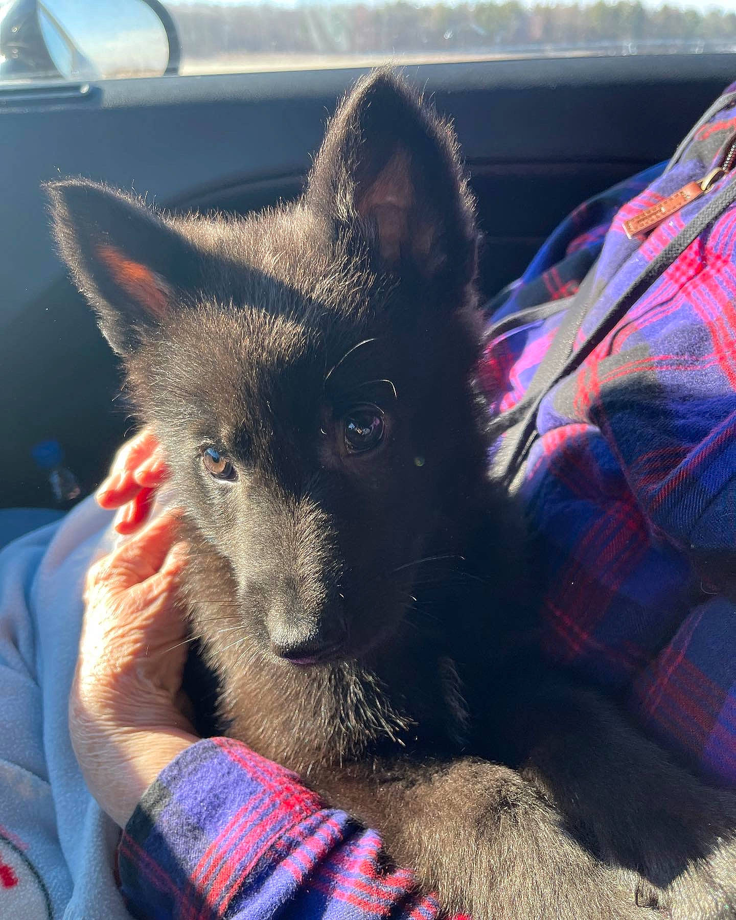 Ace is registered to the contest to win money with this photo: canidae, carnivore, cat, claw, comfort, dog_breed, domestic_short_haired_cat, electric_blue, fawn, felidae, fur, paw, plaid, small_to_medium_sized_cats, snout, tartan, tints_and_shades, vehicle, whiskers, window