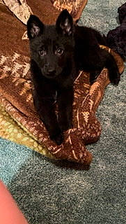 Ace joined the competition — help win amazing prizes! canidae, carnivore, claw, companion_dog, dog, dog_breed, domestic_short_haired_cat, felidae, flooring, fur, non_sporting_group, pattern, paw, small_to_medium_sized_cats, sporting_group, tail, terrestrial_animal, whiskers, wood, working_animal