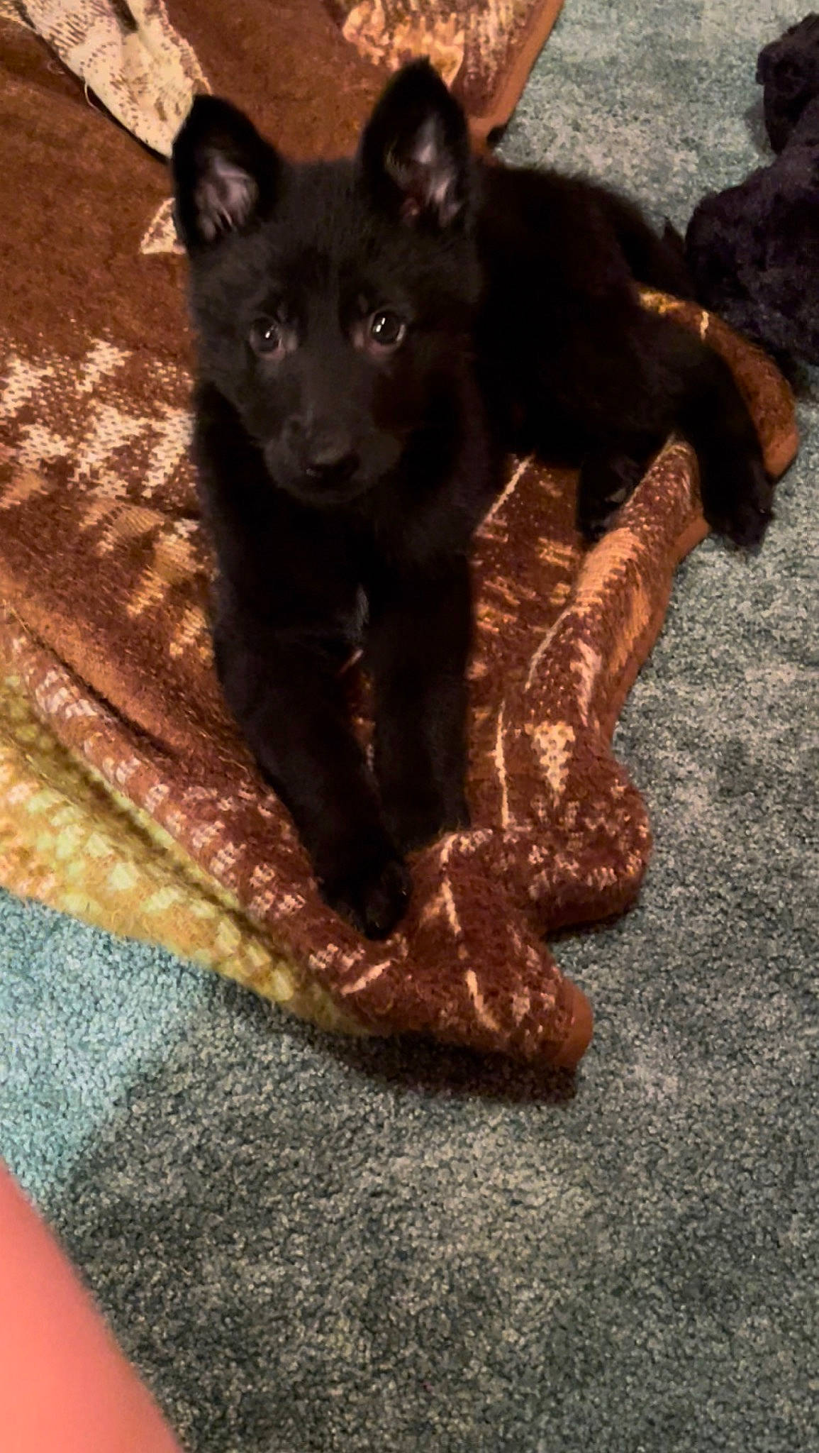 Ace is registered to the contest to win money with this photo: black_cat, black_norwegian_elkhound, brown, carnivore, companion_dog, dog, dog_breed, domestic_short_haired_cat, felidae, flooring, fur, guard_dog, pattern, paw, small_to_medium_sized_cats, tail, terrestrial_animal, whiskers, wood, working_animal