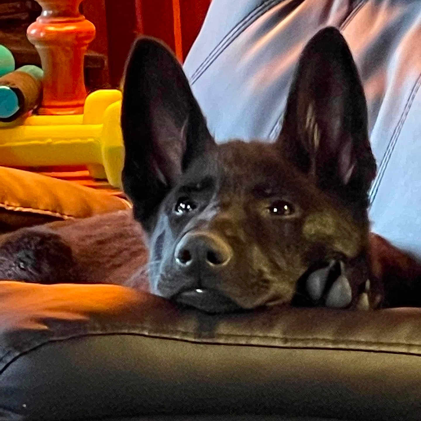 Ace joined the competition — help win amazing prizes! animal, ball, bulldog, canine, couch, cushion, dog, frenchbulldog, furniture, head, homedecor, indoors, interiordesign, person, pet, puppy, sleeping, sport, tennis, tennisball