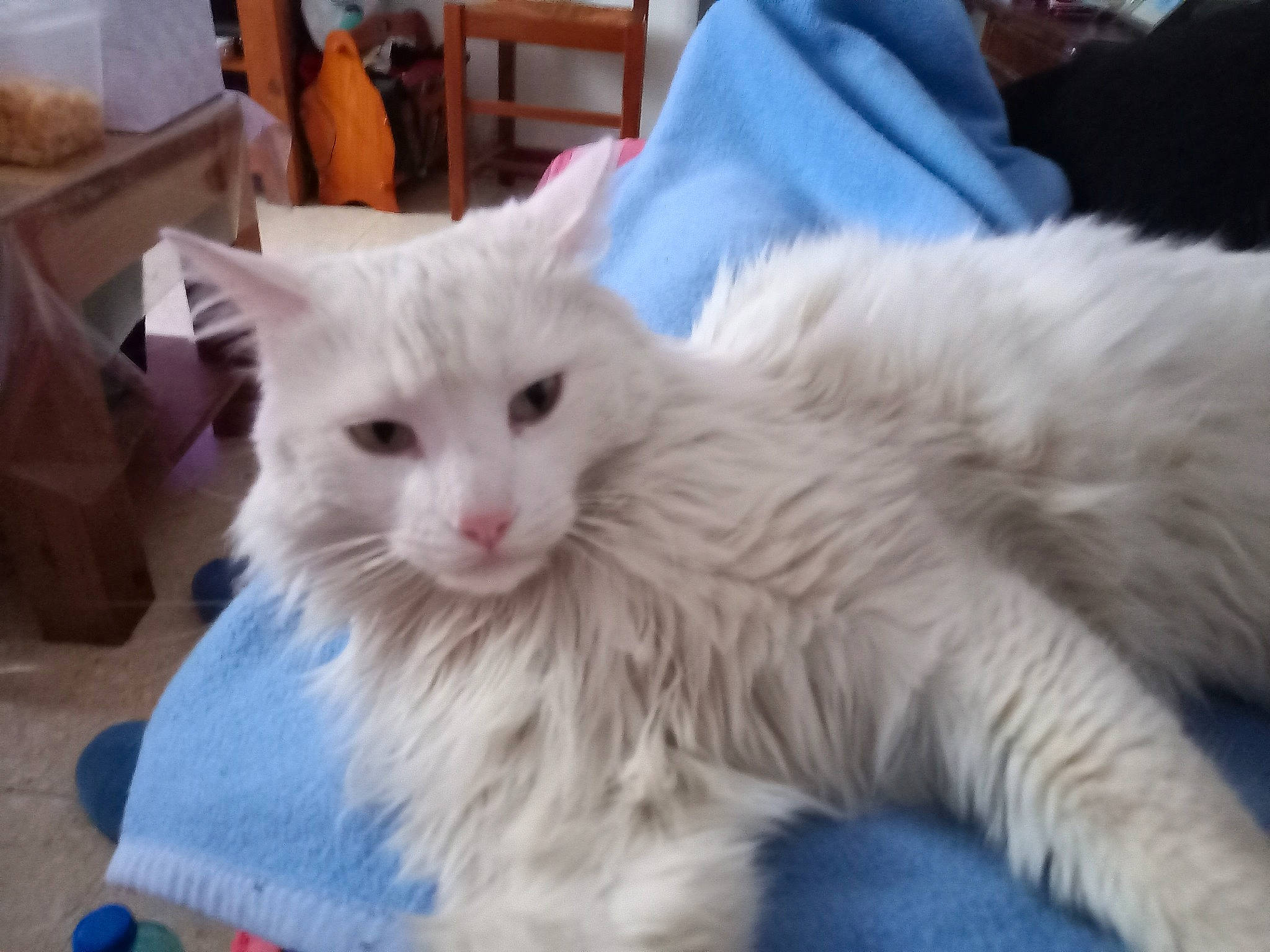 Mocho a rejoint le concours — aidez-le/la à gagner de superbes lots ! bed, british_longhair, carnivore, cat, claw, domestic_short_haired_cat, fawn, felidae, fur, paw, small_to_medium_sized_cats, snout, tail, whiskers, window