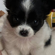 Boulette a rejoint le concours — aidez-le/la à gagner de superbes lots ! puppy, dog, black_and_white, fluffy, cute, pet, animal, young, small, fur, indoors, adorable, eyes, face, nose, ears, sitting, cozy, close_up, soft