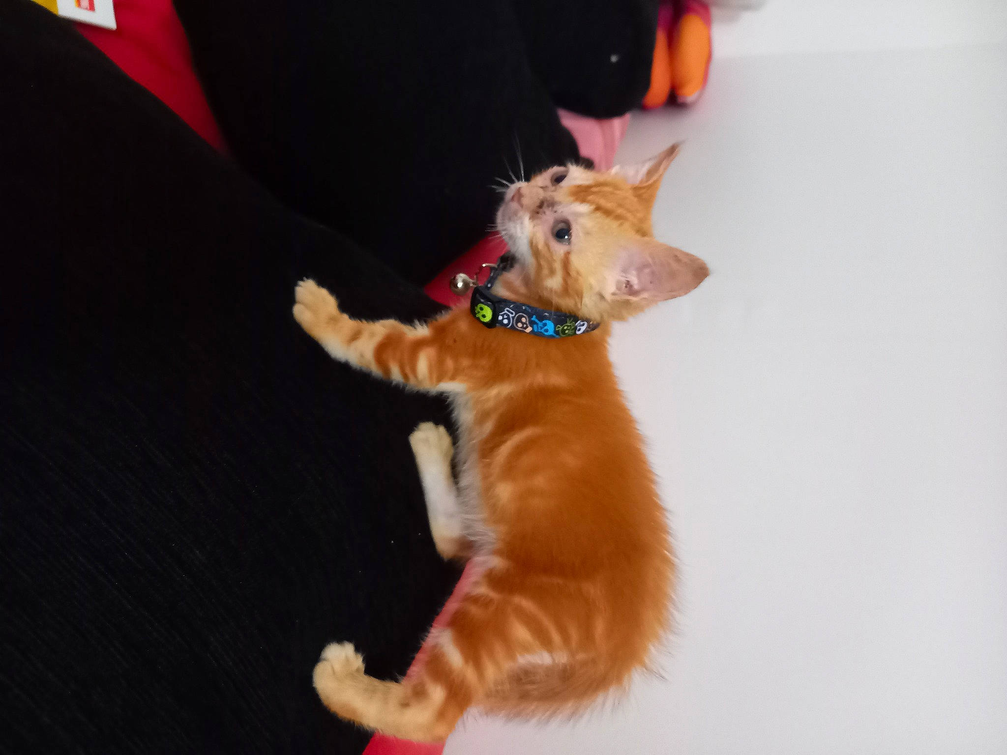 Weasley participe au concours pour gagner de l'argent avec cette photo : carnivore, collar, companion_dog, dog, dog_breed, dog_collar, dog_supply, fashion_accessory, fawn, felidae, fur, gesture, leash, liver, paw, snout, tail, toy, whiskers, working_animal