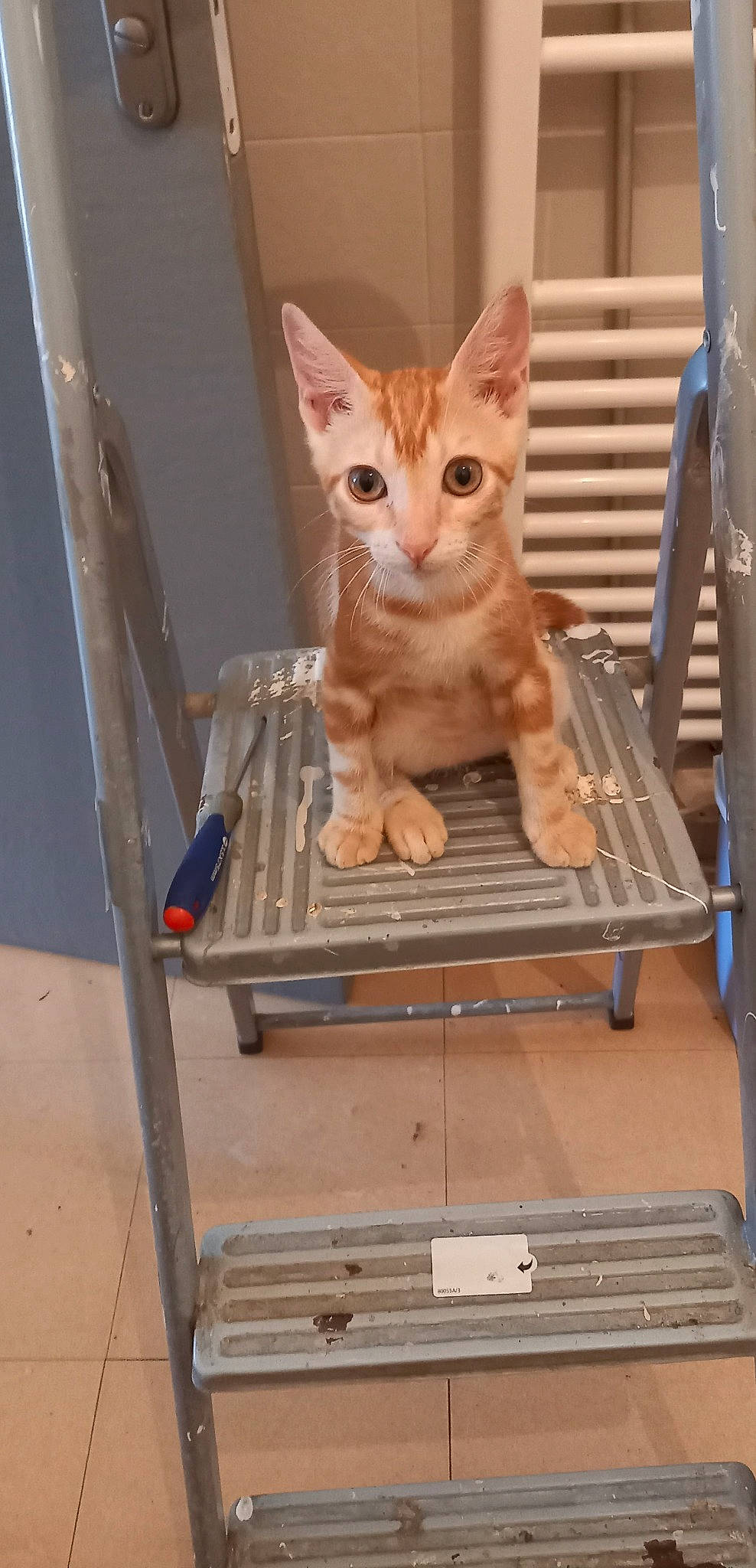 Weasley participe au concours pour gagner de l'argent avec cette photo : animal_shelter, carnivore, cat, cat_supply, comfort, domestic_short_haired_cat, fawn, felidae, gas, metal, paw, pet_supply, rectangle, room, small_to_medium_sized_cats, tail, whiskers, wood
