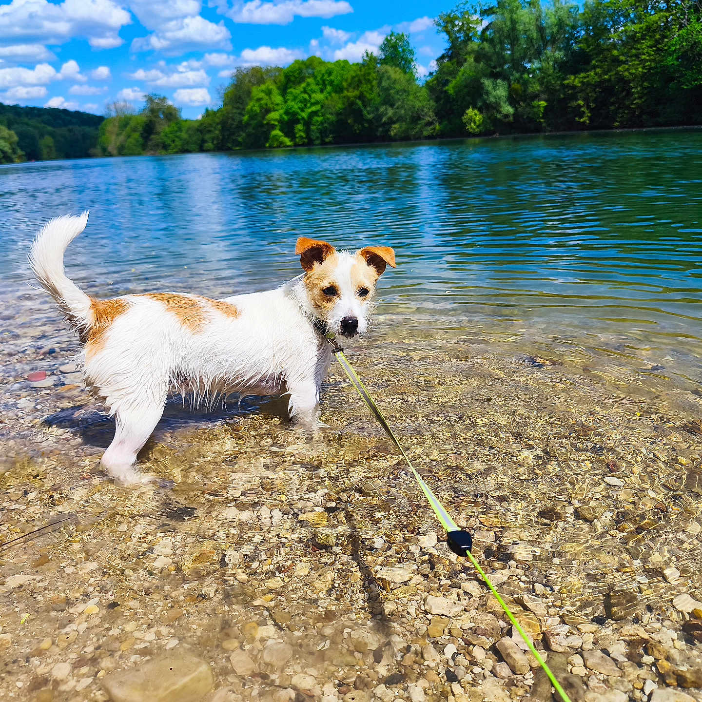 Maya participe au concours pour gagner de l'argent avec cette photo : animal, canine, clouds, curious, daylight, dog, greenery, landscape, leash, nature, outdoor, pet, river, rocks, shallow_water, sky, summer, trees, walking, water