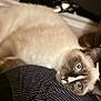 animal, blue_eyes, cat, close_up, cozy, cute, domestic_animal, face, feline, fur, indoor, looking, lying_down, pet, portrait, resting, siamese_cat, soft_light, striped_fabric, whiskers