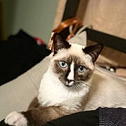 Astral joined the competition — help win amazing prizes! animal, blue_eyes, cat, close_up, cozy, cute, domestic_cat, ears, face, feline, fur, indoor, looking, pet, portrait, relaxing, resting, siamese_cat, soft_light, whiskers