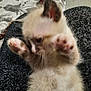 animal, blurred, carpet, cat, closeup, cute, domestic_animal, feline, furry, indoor, kitten, paw, pet, playing, raised_paws, resting, small, soft, texture, young