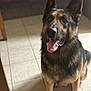 Sir joined the competition — help win amazing prizes! dog, german_shepherd, indoor, tile_floor, tongue_out, ears_up, pet, canine, sitting, animal, mammal, fur, brown, black, happy, alert, companion, domestic, portrait, cute
