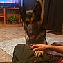 german_shepherd, dog, pet, carpet, paw, person, hand, living_room, plant, television, furniture, blanket, indoor, canine, animal, tongue, ear, attention, floor, curtain