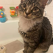 Butt Munch is registered to the contest to win money with this photo: animal, bathroom, bathtub, cat, close_up, colorful, curious, cute, fur, indoor, kitten, paws, pet, portrait, sitting, tabby, toy, whiskers, white_paws, young_cat