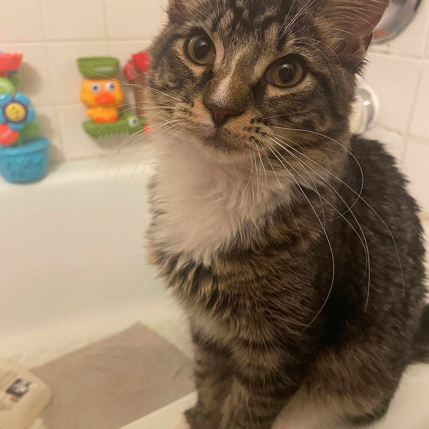 Butt Munch is registered to the contest to win money with this photo: animal, bathroom, bathtub, cat, close_up, colorful, curious, cute, fur, indoor, kitten, paws, pet, portrait, sitting, tabby, toy, whiskers, white_paws, young_cat