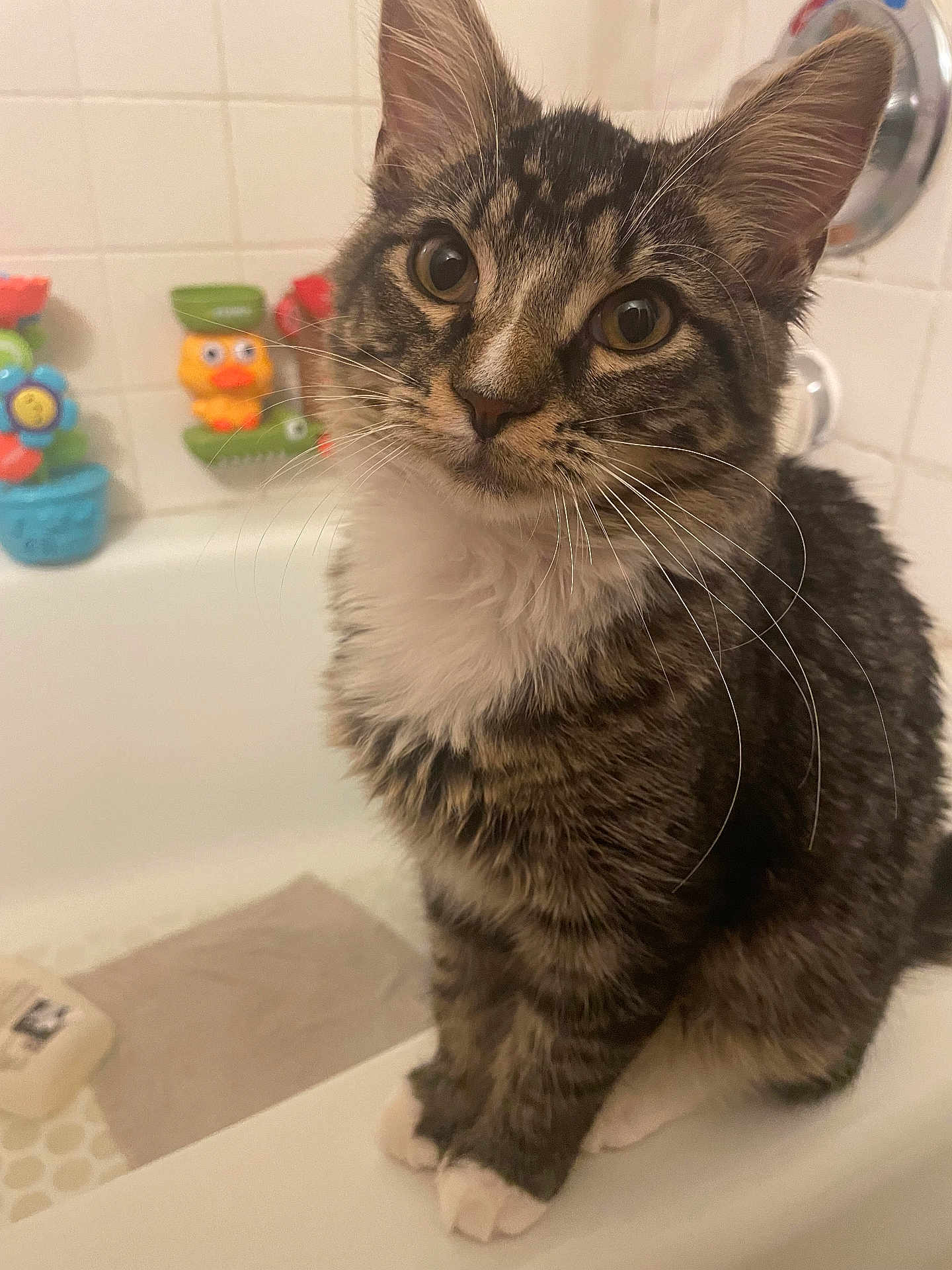 Butt Munch is registered to the contest to win money with this photo: animal, bathroom, bathtub, cat, close_up, colorful, curious, cute, fur, indoor, kitten, paws, pet, portrait, sitting, tabby, toy, whiskers, white_paws, young_cat