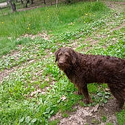 Zuma is registered to the contest to win money with this photo: animal, brown_dog, canine, curious, daylight, dirt, dog, forest, fur, grass, greenery, leaves, mammal, nature, outdoor, pet, plants, summer, walking, woods