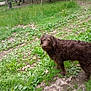 animal, brown_dog, canine, curious, daylight, dirt, dog, forest, fur, grass, greenery, leaves, mammal, nature, outdoor, pet, plants, summer, walking, woods