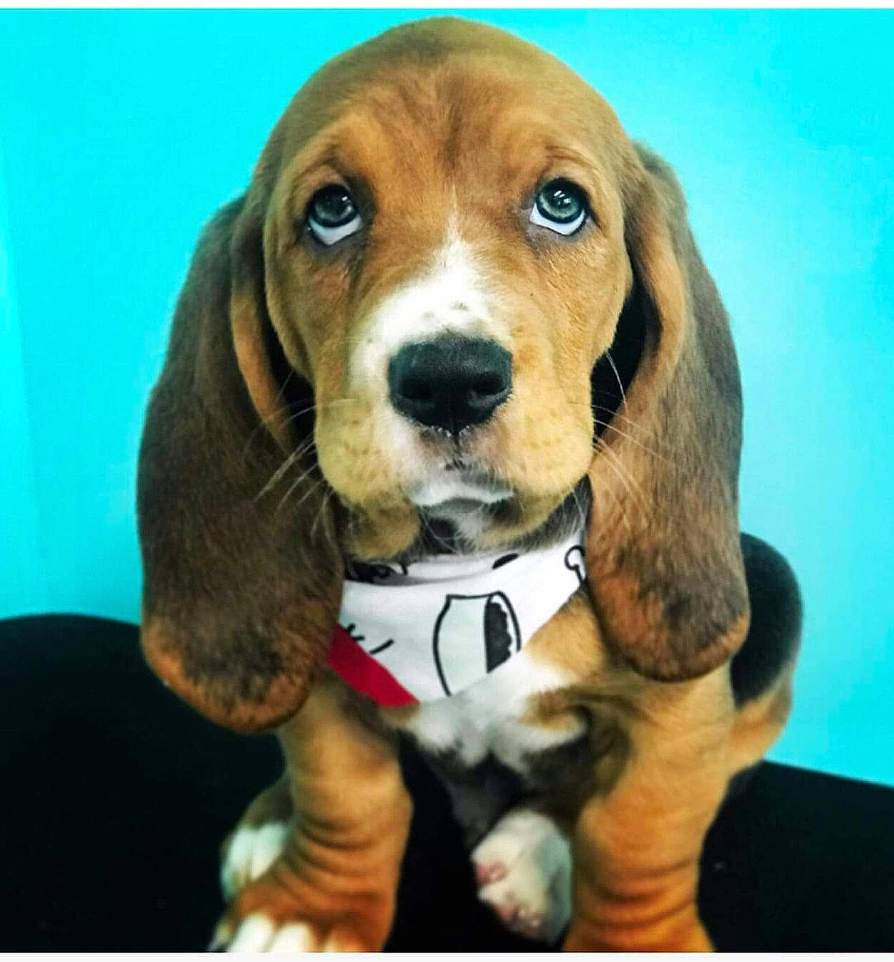 Trucker joined the competition — help win amazing prizes! canidae, carnivore, collar, companion_dog, dog, dog_breed, dog_supply, fawn, hound, hunting_dog, liver, pet_supply, rectangle, scent_hound, snout, sporting_group, terrestrial_animal, toy, whiskers, working_animal