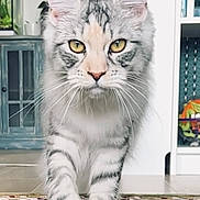 Opale a rejoint le concours — aidez-le/la à gagner de superbes lots ! animal, bookshelf, carpet, cat, curious, cute, domestic, floor, fluffy_tail, focused, fur, furniture, home_interior, indoor, mammal, pet, silver_tabby, walking, whiskers, yellow_eyes