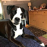 Soprano a rejoint le concours — aidez-le/la à gagner de superbes lots ! dog, black_and_white, bed, bedspread, indoor, furniture, dresser, lamp, photo_frame, floor, carpet, curious, pet, canine, animal, resting, paw, snout, ears, collar