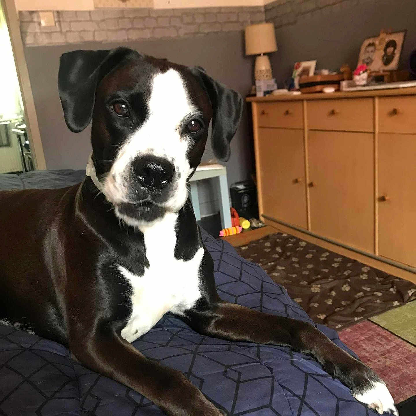 Soprano a rejoint le concours — aidez-le/la à gagner de superbes lots ! dog, black_and_white, bed, bedspread, indoor, furniture, dresser, lamp, photo_frame, floor, carpet, curious, pet, canine, animal, resting, paw, snout, ears, collar