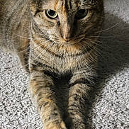 Yuuki joined the competition — help win amazing prizes! animal, carpet, cat, closeup, cute, domestic_cat, eyes, feline, fur, home, indoor, laying_down, looking_at_camera, mammal, paws, pet, relaxed, striped, tabby_cat, whiskers