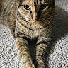 animal, carpet, cat, closeup, cute, domestic_cat, eyes, feline, fur, home, indoor, laying_down, looking_at_camera, mammal, paws, pet, relaxed, striped, tabby_cat, whiskers