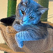Mittens joined the competition — help win amazing prizes! cat, gray_cat, tabby, pet, feline, relaxed, cozy, cat_tree, hammock, indoor, whiskers, paw, fur, ears, animal, cute, resting, looking, household, comfortable