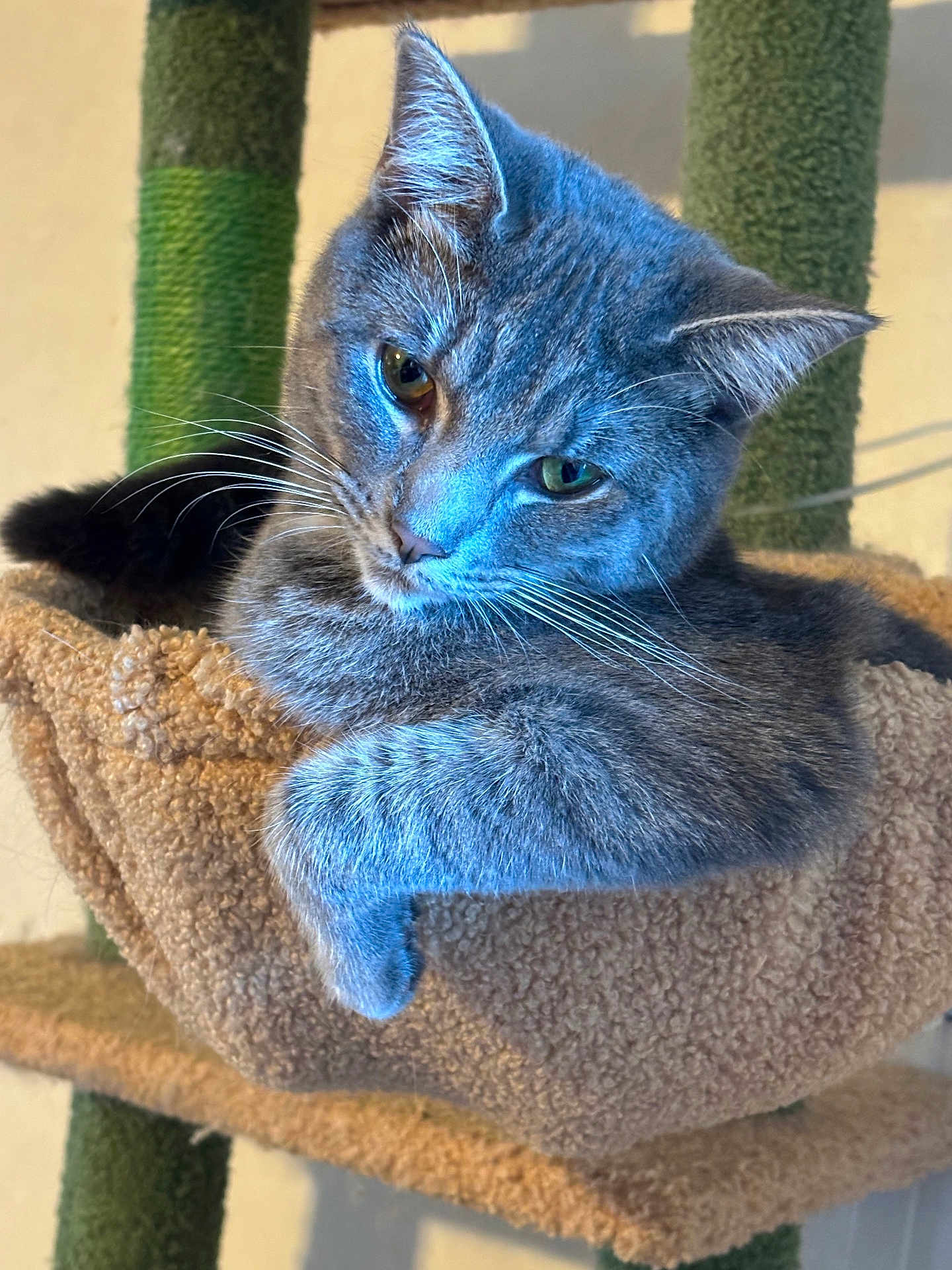 Mittens