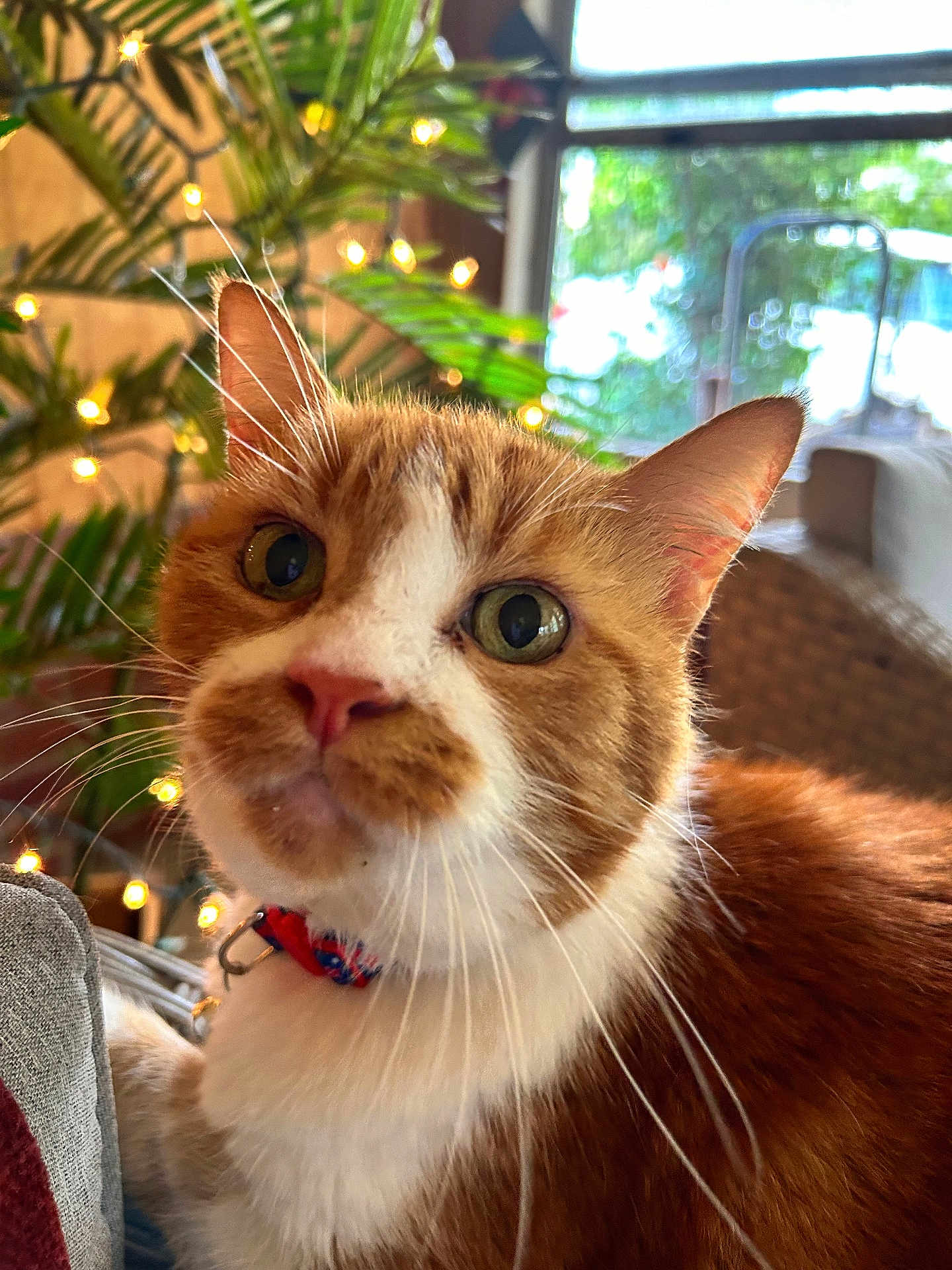 Punkin