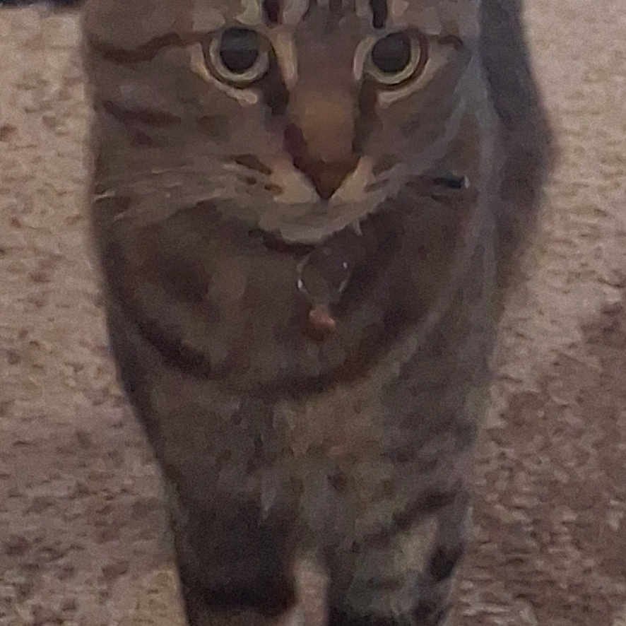 Rocky joined the competition — help win amazing prizes! abyssinian, animal, bird, cat, city, clothing, egyptiancat, face, head, kitten, manx, pants, person, pet, photography, portrait, road, rock, street, urban