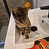 Naya participe au concours pour gagner de l'argent avec cette photo : cat, kitten, tabby, bathroom, sink, washbasin, indoor, pet, animal, feline, striped_fur, sitting, curious, face, whiskers, ears, faucet, cleaning_brush, toiletries, portrait