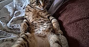 Naya a rejoint le concours — aidez-le/la à gagner de superbes lots ! cat, kitten, tabby, striped_fur, pet, animal, lying_down, reclining, belly_up, indoors, blanket, couch, cushion, home, portrait, close_up, whiskers, ears, fluffy, relaxed