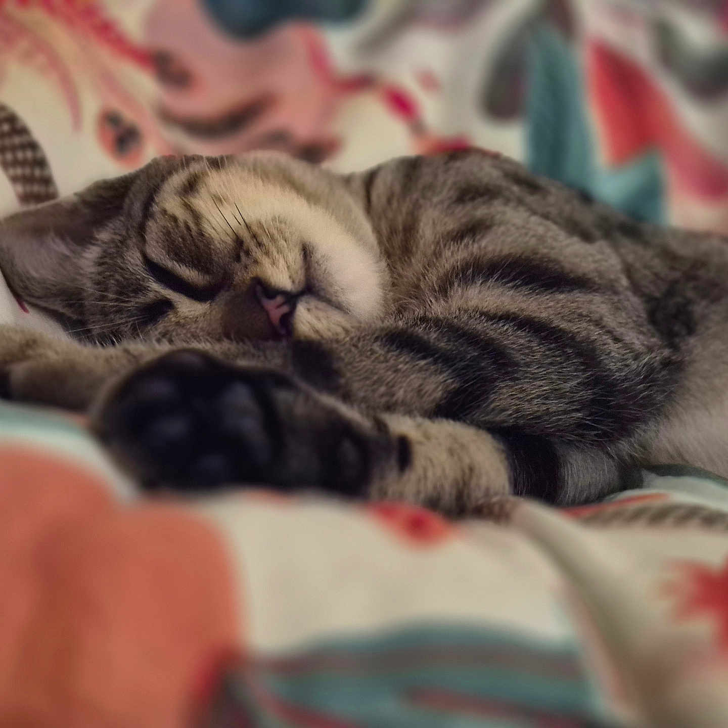 Naya