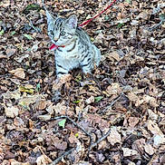 Naya a rejoint le concours — aidez-le/la à gagner de superbes lots ! cat, kitten, tabby, animal, pet, outdoor, forest, woodland, autumn, fall, leaves, leaf_litter, nature, red_harness, leash, sitting, striped_fur, whiskers, blue_eyes, portrait