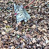cat, kitten, tabby, animal, pet, outdoor, forest, woodland, autumn, fall, leaves, leaf_litter, nature, red_harness, leash, sitting, striped_fur, whiskers, blue_eyes, portrait