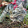 Naya participe au concours pour gagner de l'argent avec cette photo : cat, tabby_cat, pet, animal, feline, grass, outdoors, nature, red_harness, collar, lying_down, upside_down, greenery, leaves, whiskers, blue_eyes, fur, striped_fur, close_up, playful