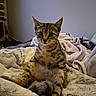 cat, kitten, tabby, striped_fur, sitting, bed, blanket, fleece, bedroom, indoors, pet, animal, whiskers, ears, eyes, portrait, cozy, relaxed, cute, photography