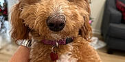 Charlee is registered to the contest to win money with this photo: dog, poodle, pet, curly_fur, pink_bows, close_up, indoor, living_room, collar, tag, cute, brown_fur, white_chest, fur, animal, companion, domestic_animal, portrait, hand_holding, cozy