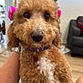 dog, poodle, pet, curly_fur, pink_bows, close_up, indoor, living_room, collar, tag, cute, brown_fur, white_chest, fur, animal, companion, domestic_animal, portrait, hand_holding, cozy