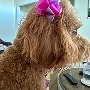 Charlee joined the competition — help win amazing prizes! dog, brown, bow, curly_fur, pet, indoor, living_room, table, glass_of_water, remote_control, side_profile, cute, fluffy, collar, heart_tag, furniture, home, cozy, animal, domestic
