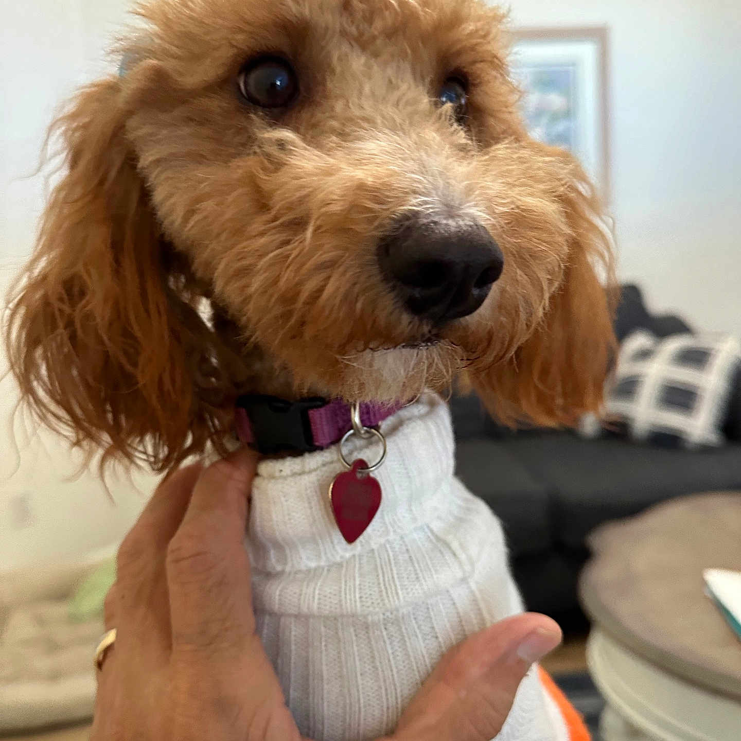 Charlee joined the competition — help win amazing prizes! animal, brown_fur, close_up, collar, couch, cozy, cushion, cute, dog, domestic, fur, hand, indoor, living_room, pet, portrait, sweater, table, tag, wood_floor