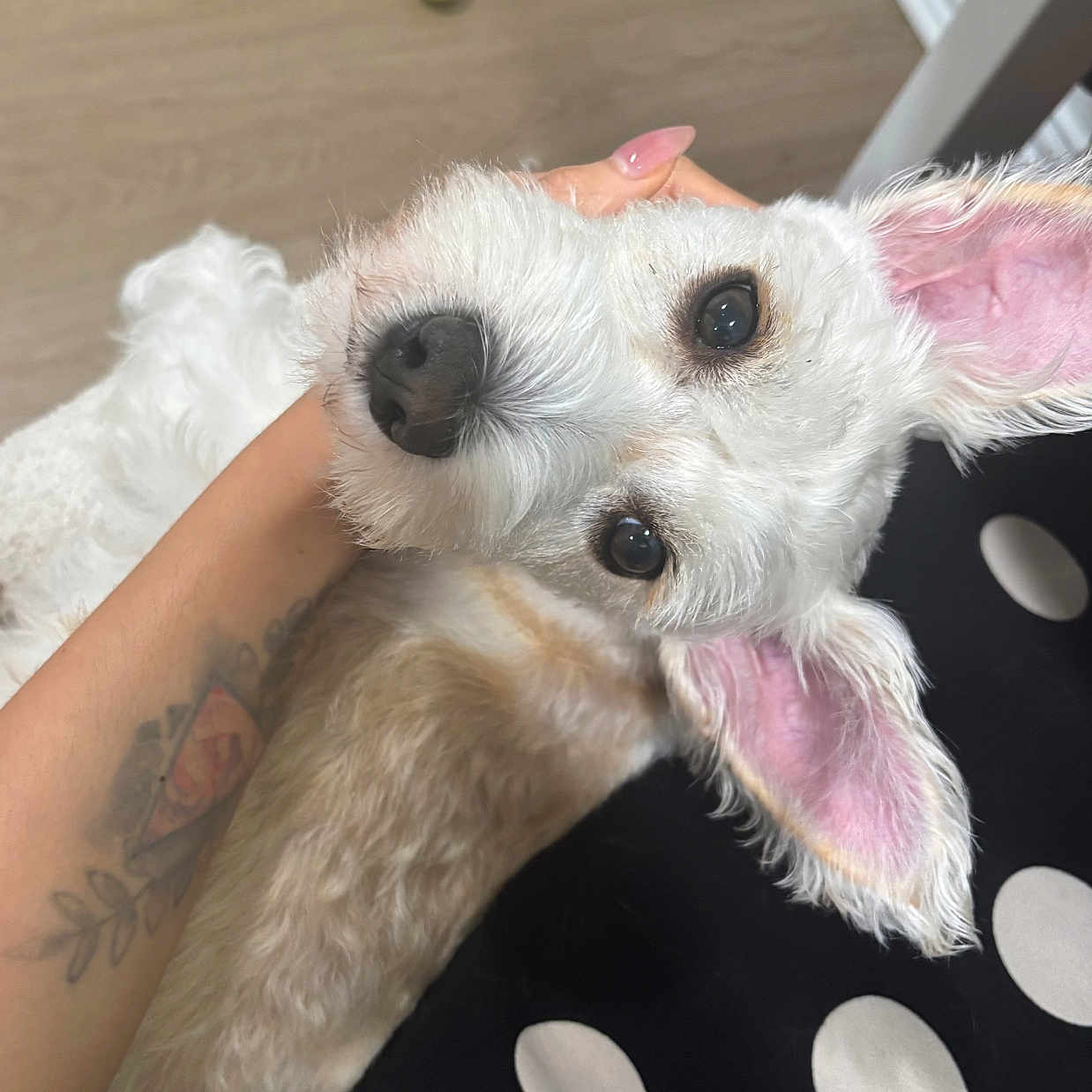 Miley is registered to the contest to win money with this photo: animal, arm, ball, bodypart, canine, couch, dog, finger, hand, person, pet, poodle, puppy, skin, sport, tattoo, tennis, tennisball, terrier, whitedog