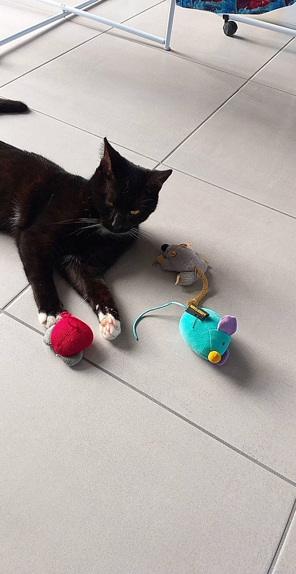 Miaouss a rejoint le concours — aidez-le/la à gagner de superbes lots ! black_cat, carnivore, cat, cat_toy, domestic_short_haired_cat, fashion_accessory, felidae, kitten, leash, play, small_to_medium_sized_cats, tail, toy, whiskers