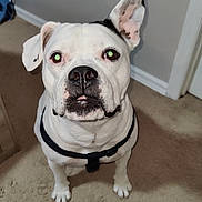 Ginger is registered to the contest to win money with this photo: dog, white_dog, pet, indoor, carpet, black_harness, attentive, cute, animal, canine, ears, looking_up, portrait, household, floor, furniture, domestic, companion, friendly, one_ear_up