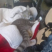 Felix is registered to the contest to win money with this photo: cat, gray_tabby, blanket, cushion, indoor, home, pet, feline, fur, whiskers, tail, relaxing, yellow_eyes, cozy, furniture, door, basket, soft, comfort, curious