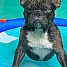 dog, french_bulldog, pool, water, blue, pet, animal, paw, heterochromia, canine, summer, outdoor, cute, pet_pool, small_pool, swimming_pool, fur, ears, face, snout