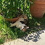 cat, calico, grass, plant, potted_plant, outdoor, sunlight, nap, relaxing, garden, greenery, nature, shadow, terracotta_pot, fur, animal, pet, peaceful, summer, leaf