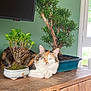 cat, calico_cat, plant, bonsai, wooden_cabinet, indoor, green_wall, window, natural_light, relaxed, pet, fur, ears, face, leaf, pot, home_decor, furniture, tabletop, domestic_animal