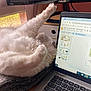 cat, white_cat, fluffy, paw, stretching, laptop, keyboard, screen, indoor, cozy, computer, technology, work_from_home, window, curtain, desk, relaxing, pet, animal, feline