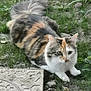 cat, calico, animal, pet, grass, outdoor, nature, fur, tail, whiskers, ears, ground, concrete, curious, alert, mammal, domestic, cute, resting, eyes
