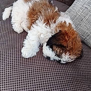 Bailey joined the competition — help win amazing prizes! puppy, dog, sleeping, fluffy, couch, indoor, brown, white, black, pet, fur, resting, cozy, home, canine, cute, animal, relaxed, texture, nap